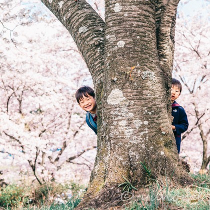 ゆのみふぉとが出張撮影した自然の中の人々, 手をつないで, 友情などが写った「桜とお写真」の家族写真