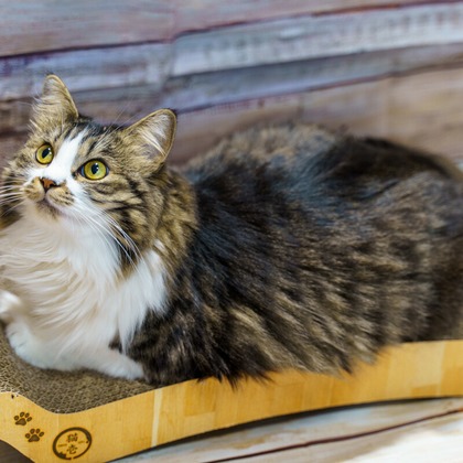 Naoki Okadaが撮影したウェディングや家族、ビジネスの写真