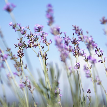 出張撮影のメモリーズが撮影した「:albumName」の写真