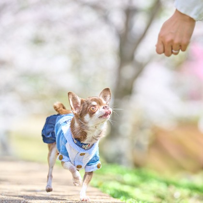クリエイティブツリーが撮影した「:albumName」の写真