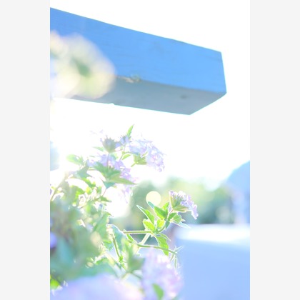 KotobukiPhotosが撮影した「:albumName」の写真