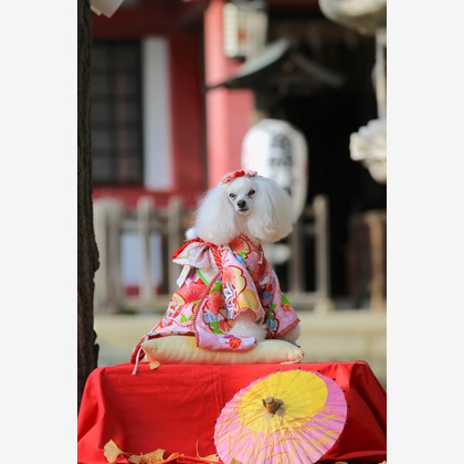 高橋 透（Coo&Sea STUDIO代表）が出張撮影したトイプードル, ペット, ワイルドフラワーが写ったエンゲージメントフォトの写真