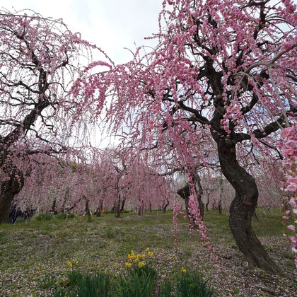 HKphotoが撮影したその他の写真