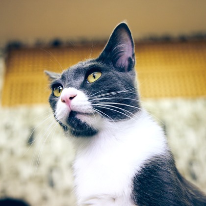 有限会社エルフラットが撮影したイベント/スナップ撮影の写真