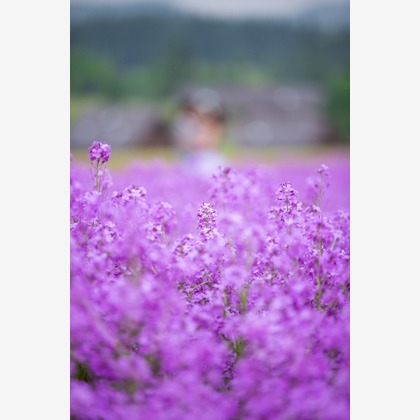 studio HATOYAが撮影した「:albumName」の写真