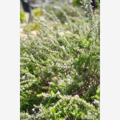 Tak Ogawa photographerが撮影したイベント/スナップ撮影の写真