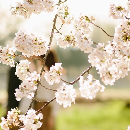 Photo of sakura.at Maebashi taken by タカラモノ.foto
