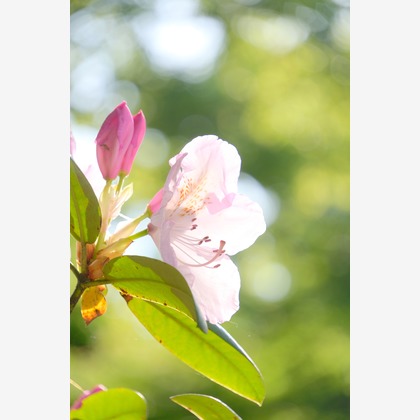 KotobukiPhotosが撮影した「:albumName」の写真