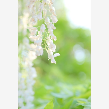 KotobukiPhotosが撮影した「:albumName」の写真