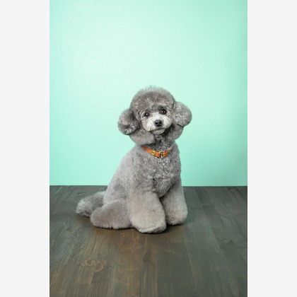 福田博之が撮影した「:albumName」の写真