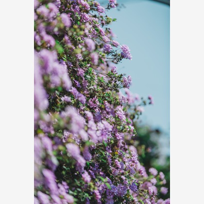 Nobuhiro Toyaが撮影した「:albumName」の写真