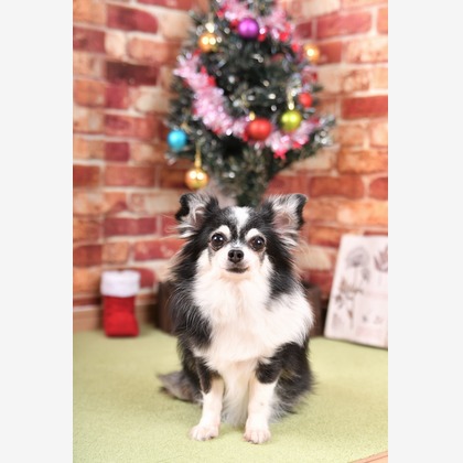 Photo la feliceが撮影した「:albumName」の写真