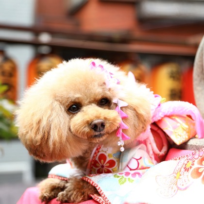 Photographer  Tomoが撮影したエンゲージメントフォトの写真