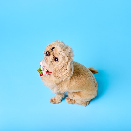 クリエイティブツリーが撮影した「:albumName」の写真