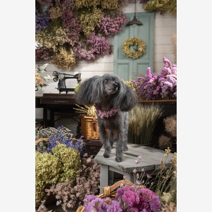 福田博之が撮影した「ペット撮影」の写真