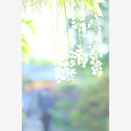 KotobukiPhotosが撮影した「:albumName」の写真