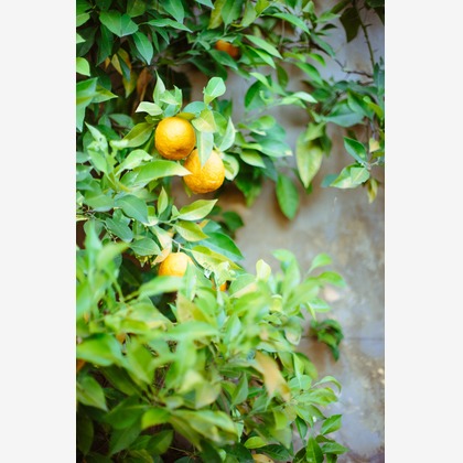 Lénaïc (レナイク) Maréchalが撮影したウェディングや家族、ビジネスの写真