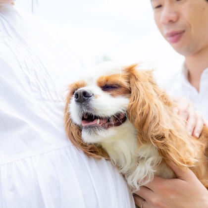 大森光太郎・K-PHOTOが出張撮影した犬の敏捷性, 犬の供給, 子鹿などが写った「ペット撮影」の家族写真