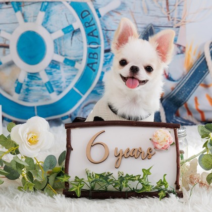 世登理恵が撮影したウェディングや家族、ビジネスの写真