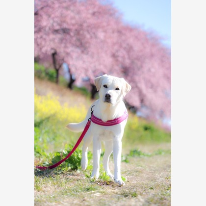 株式会社Neo-Smile 「locationbreeze」高橋 徹が出張撮影した「ペット動物など」の家族写真