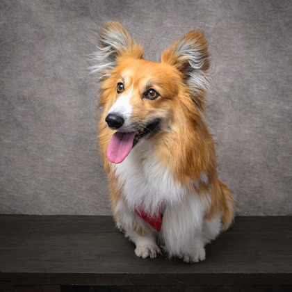 福田博之が撮影した「ペット撮影」の写真