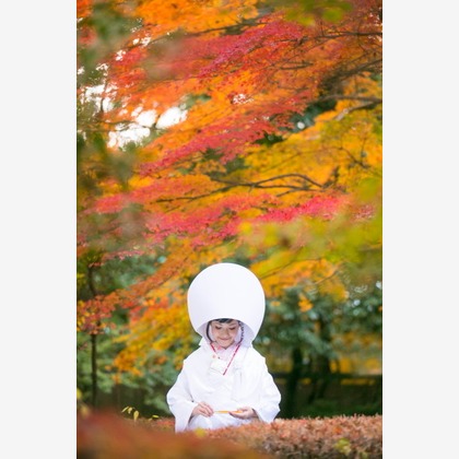 ピュアアーティス(小島 靖雄)が撮影した「:albumName」の写真