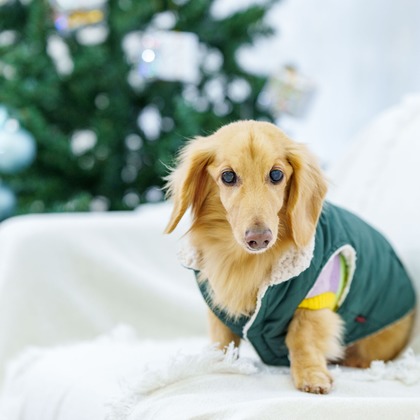 クリエイティブツリーが撮影した「:albumName」の写真