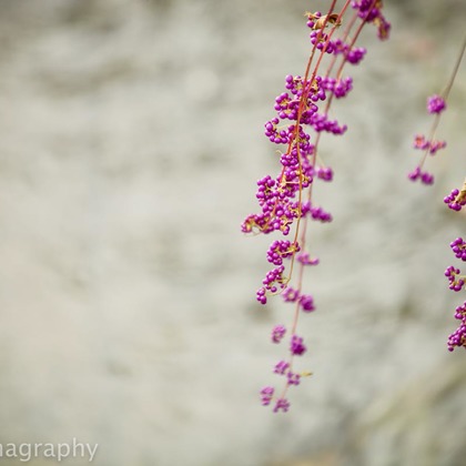 シキラマ グラフィーが撮影したウェディングや家族、ビジネスの写真