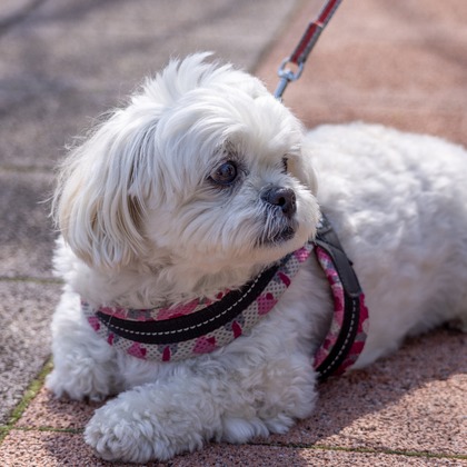 沖山俊樹が撮影した「:albumName」の写真