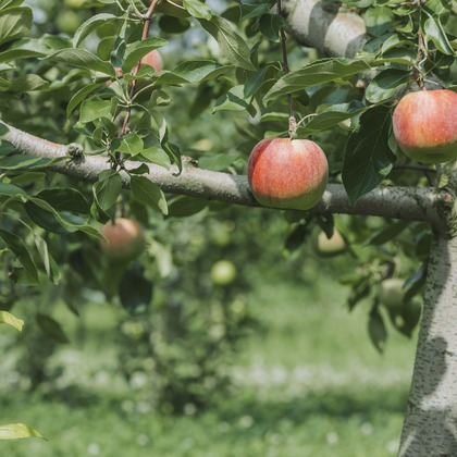 スタジオらしさが撮影した「:albumName」の写真