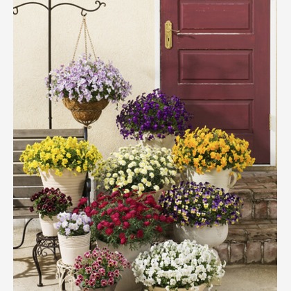 有限会社　澤田スタジオが撮影した「:albumName」の写真