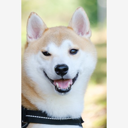 Photo of couple photo shoot taken by 高夏写真店