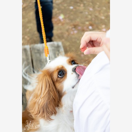 大森光太郎・K-PHOTOが出張撮影した犬の敏捷性, 犬の供給, 子鹿などが写った「ペット撮影」の家族写真