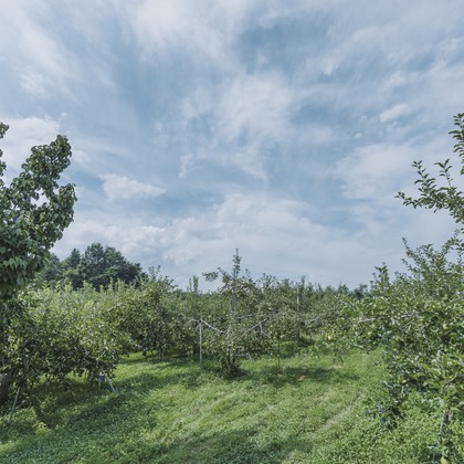 スタジオらしさが撮影した「:albumName」の写真