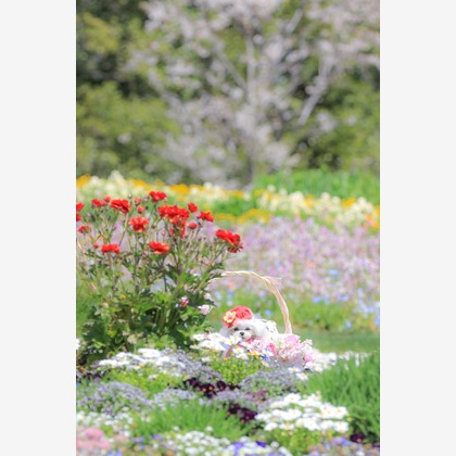 高橋 透（Coo&Sea STUDIO代表）が出張撮影したジギタリス, ルパン, マルタ語などが写った「大花壇de撮影会／春＠横浜」の家族写真