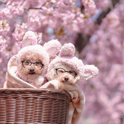 Y’s photo serviceが撮影した「:albumName」の写真