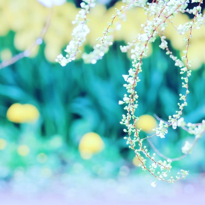 今井広樹/スタジオプランタン/日本写真家協会 会員が撮影した「:albumName」の写真