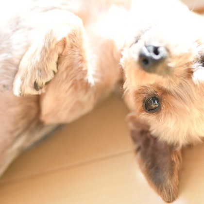 大熊和輝が撮影したウェディングや家族、ビジネスの写真