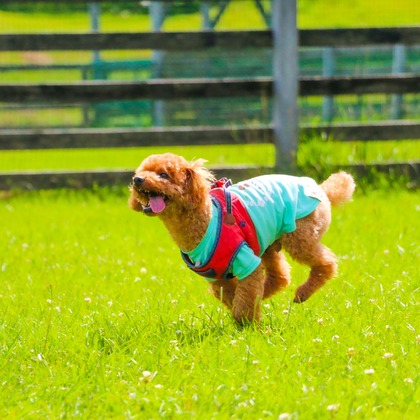 大森光太郎・K-PHOTOが出張撮影した犬の敏捷性, 犬の供給, 子鹿などが写った「ペット撮影」の家族写真