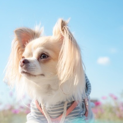 あかすたが撮影した「ペット撮影」の写真