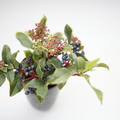 Natsukiが撮影した商品/物撮りの写真