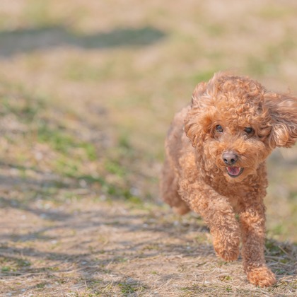 あなたの写真館が撮影した「:albumName」の写真