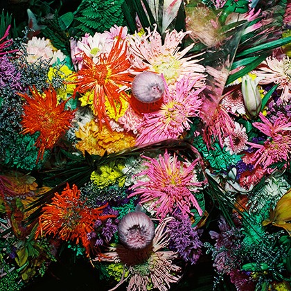 森田寫眞館が撮影した「:albumName」の写真