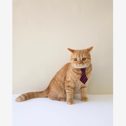 白井由香里写真事務所が撮影した「:albumName」の写真