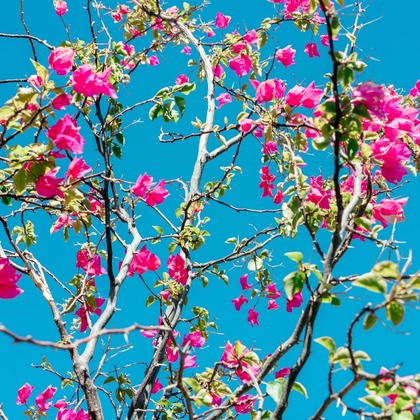 ポートレート沖縄が撮影した「:albumName」の写真