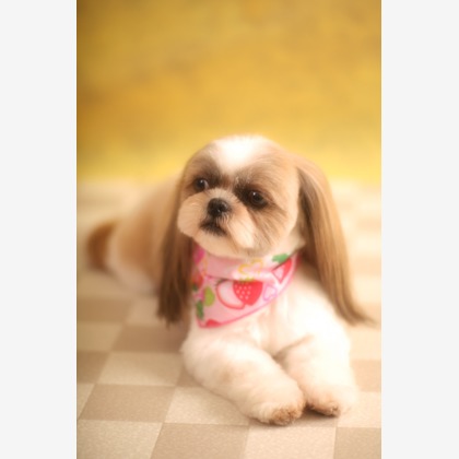 管野　利が撮影した「:albumName」の写真