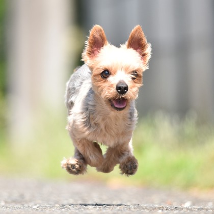 大熊和輝が撮影したウェディングや家族、ビジネスの写真