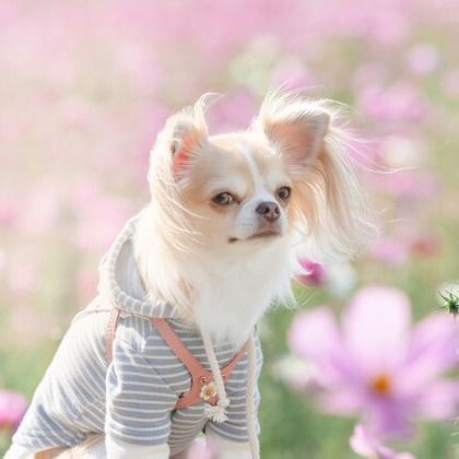 あかすたが撮影した「ペット撮影」の写真