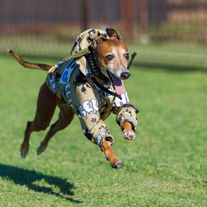 T.Matsumuraが撮影したイベント/スナップ撮影の写真