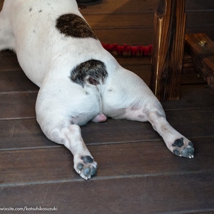 Katsuhiko Suzukiが撮影した「:albumName」の写真